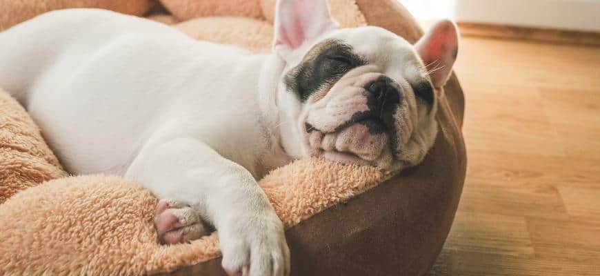 French Bulldog Puppy sleeping on relaxing dog bed