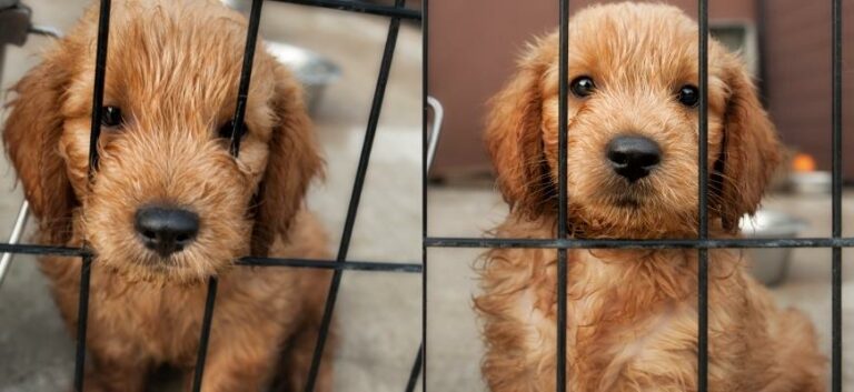 Goldendoodle Puppy inside a crate