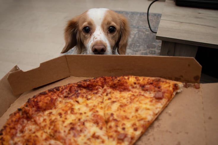 Jealous dog wants to eat pizza