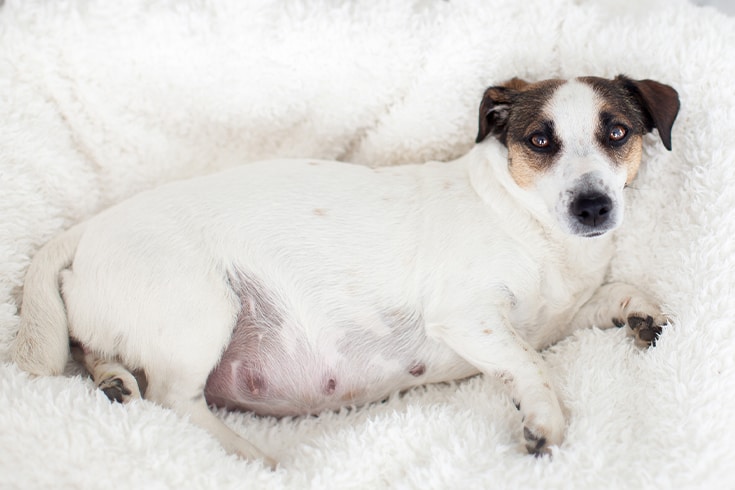 Pregnant dog resting in white bed