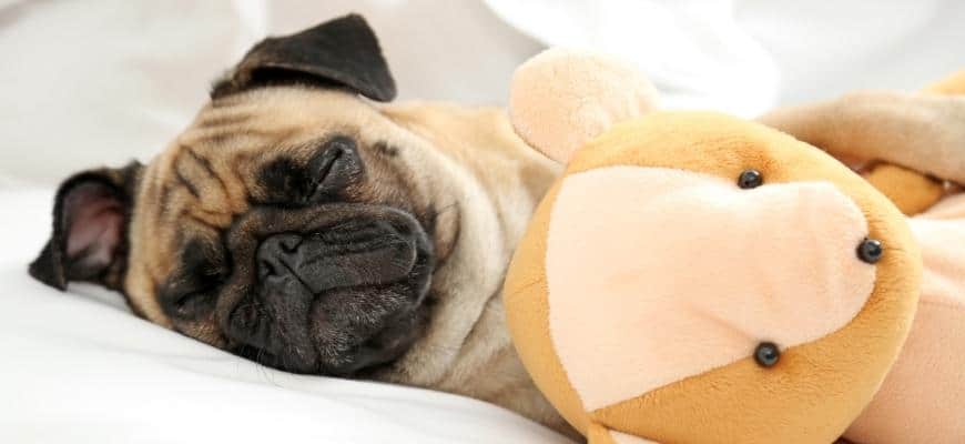 Pug Dog Sleeping on the Bed with Stuffed Toy