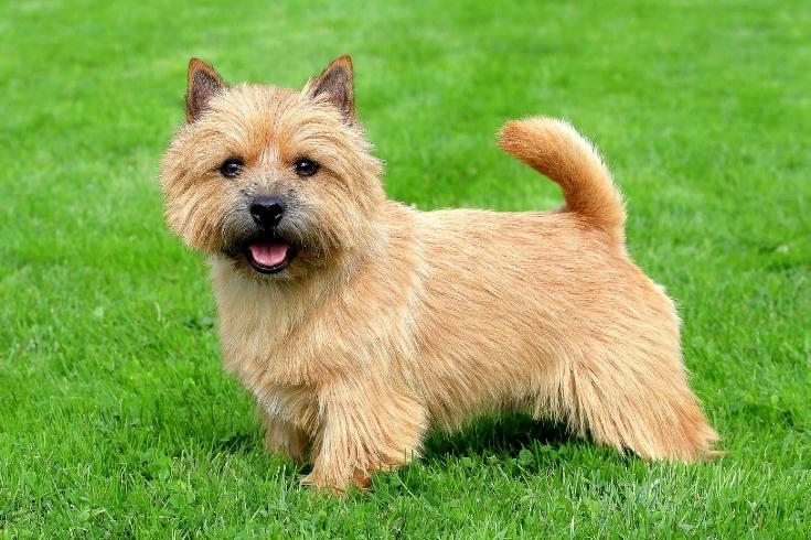 The typical Norwich Terrier on a green grass lawn