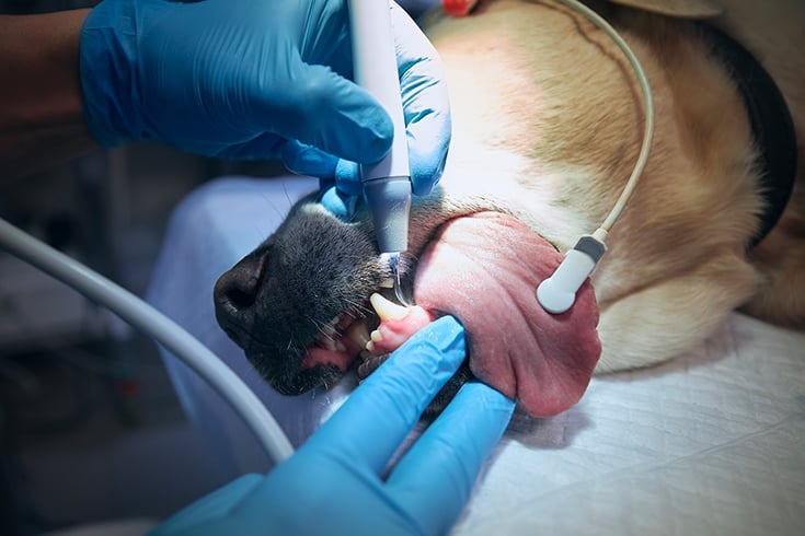 Veterinarian during examining and cleaning dog teeth