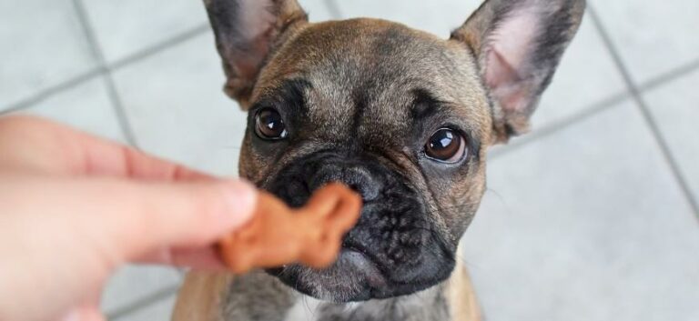 a bulldog and a bunny shaped dog treat cookie