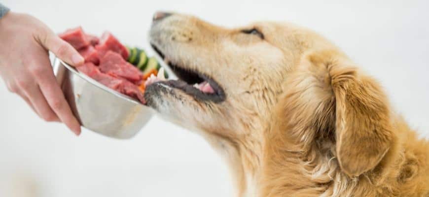 dog eating raw food diet