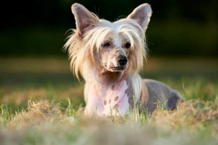 focus shot of Chinese Crested Dog