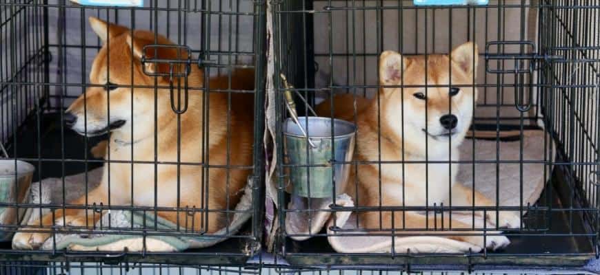 two shiba dogs inside their crates