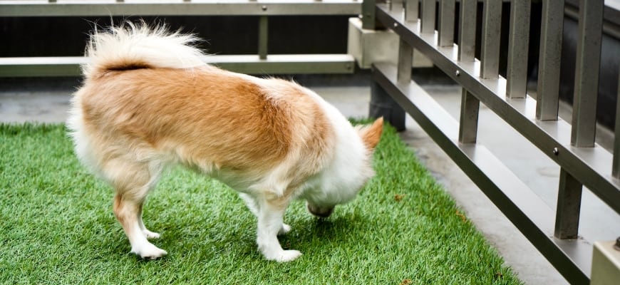 A chihuahua dog smells artificial grass
