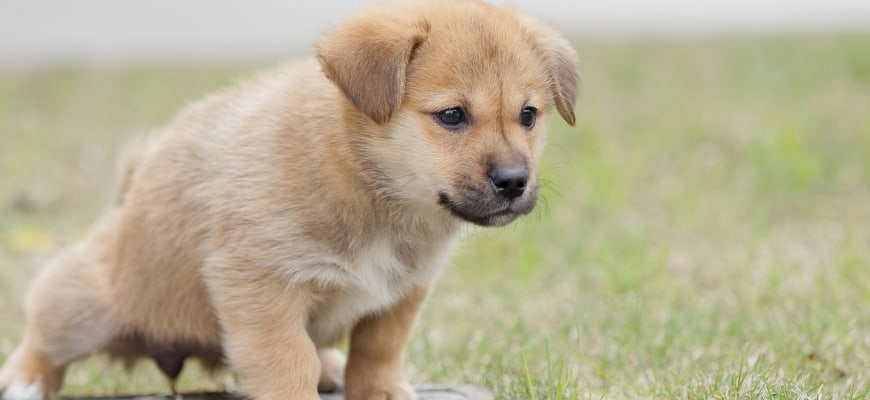 Adorable brown puppy dog pee in grass field