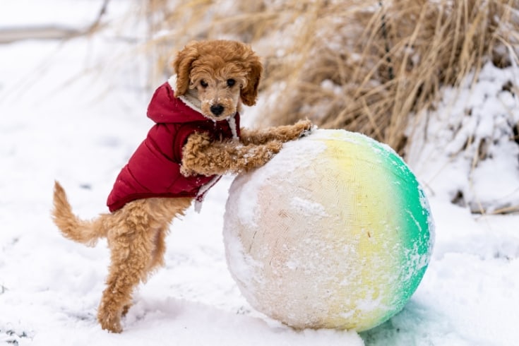 Adorable puppy playing with ball