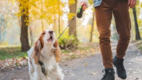 Retractable Leash Injuries – Everything You Need To Know