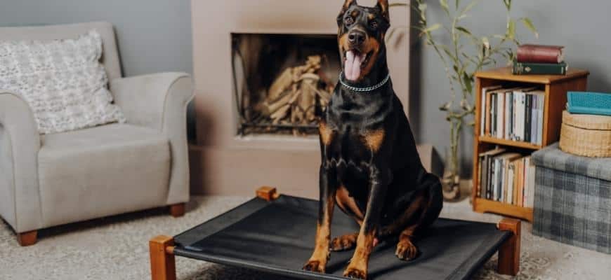 Big Dog on an elevated Dog Bed in the Living Room