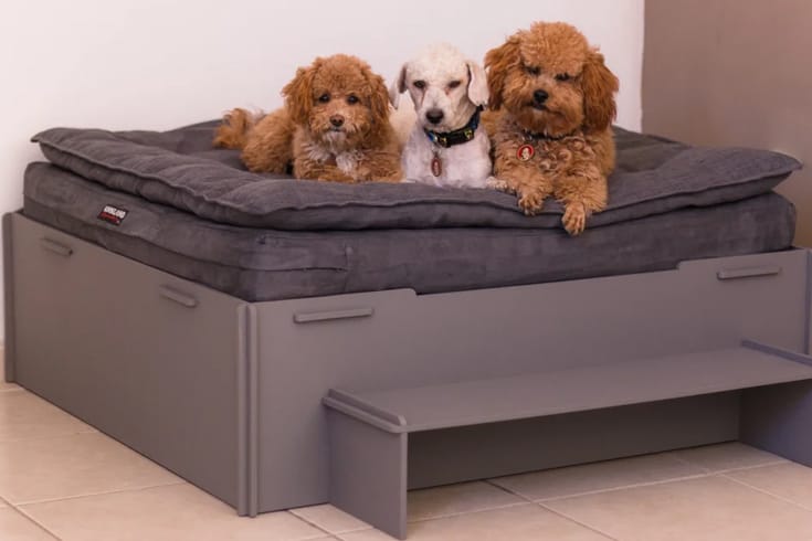 Box Style Raised Dog Bed