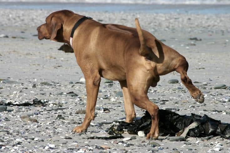 Boxer dog marks its territory on a beach
