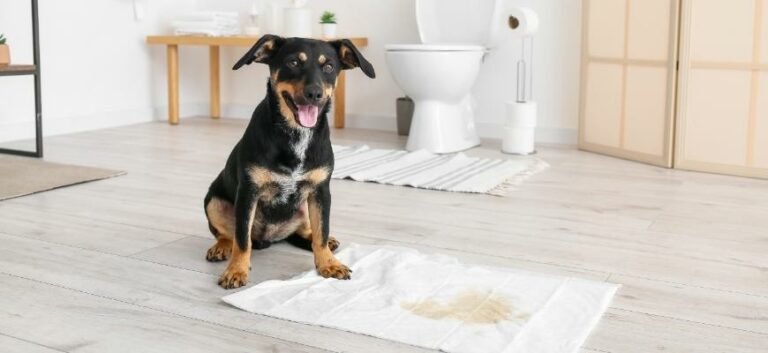 Cute Dog near Underpad with Wet Spot in Bathroom