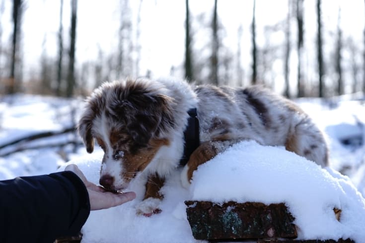 Dog Puppy Winter Snow