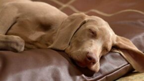 Best Fabric For Dog Beds – Materials for Comfort & Durability