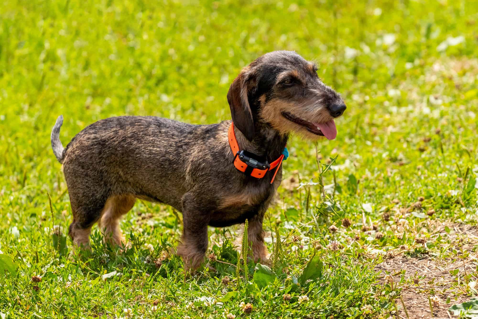 Dog breed rough haired dachshund with e collar e1668514881685