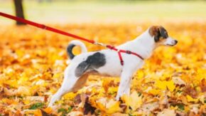 8 Types of Dog Leashes & How to Choose the Best One