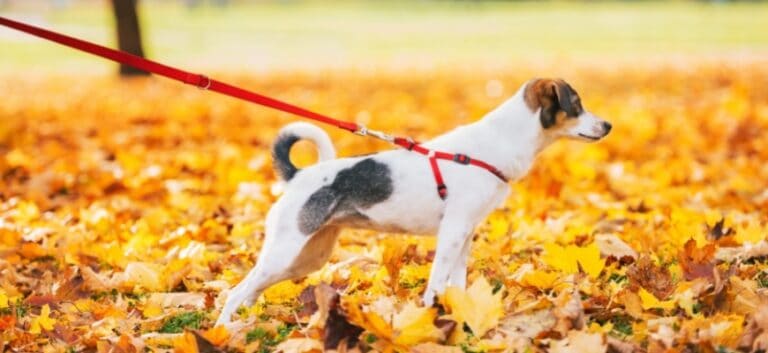 Dog on Leash autumn Outdoors