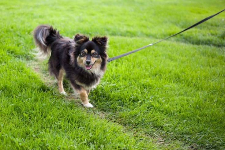 Dog on a long leash