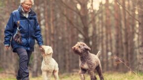 Off-Leash Training For Dogs – A Complete Guide