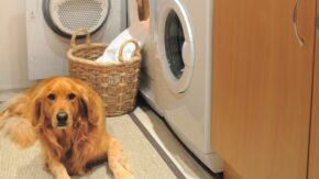 How To Wash A Dog Bed