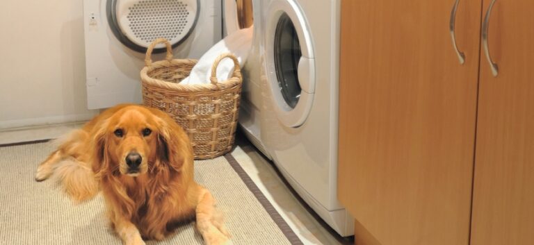 Golden retrever in Laundry room