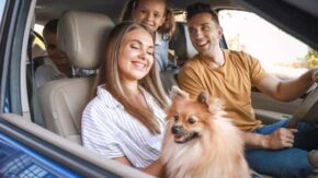 Pet Travel Statistics: Long-Distance Dog Trips in the U.S. 2022