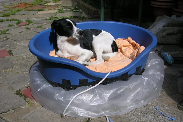 Hovercraft Raised Dog Bed