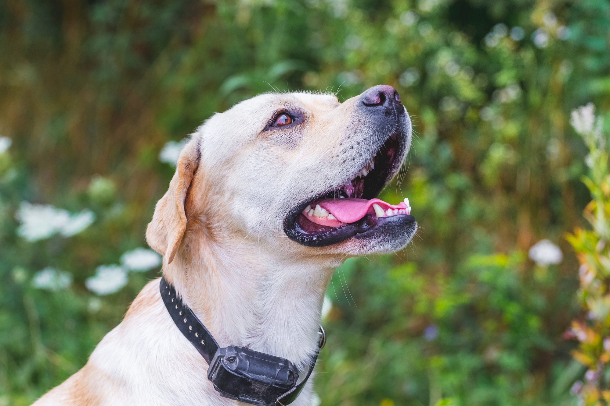 Labrador dog with e collar