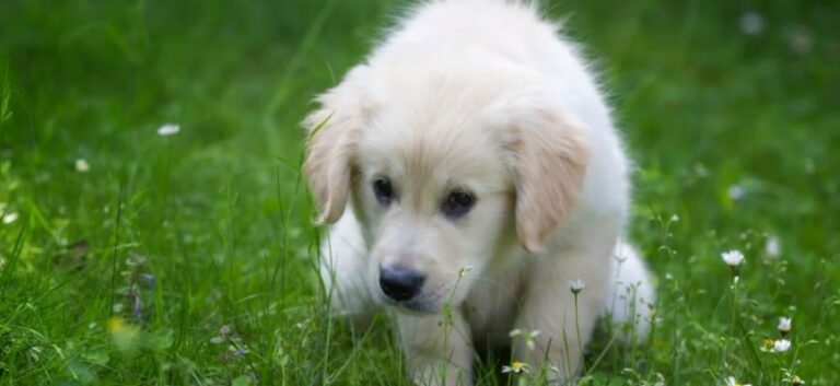 Potty training for golden retriever puppy