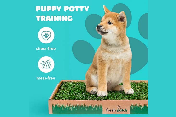 Puppy Potty Training Fresh Patch