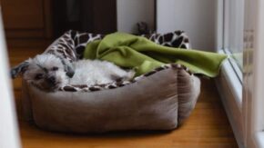 How Often Should I Wash My Dog’s Bed?