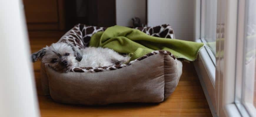 Sleepy dog resting in dog bed