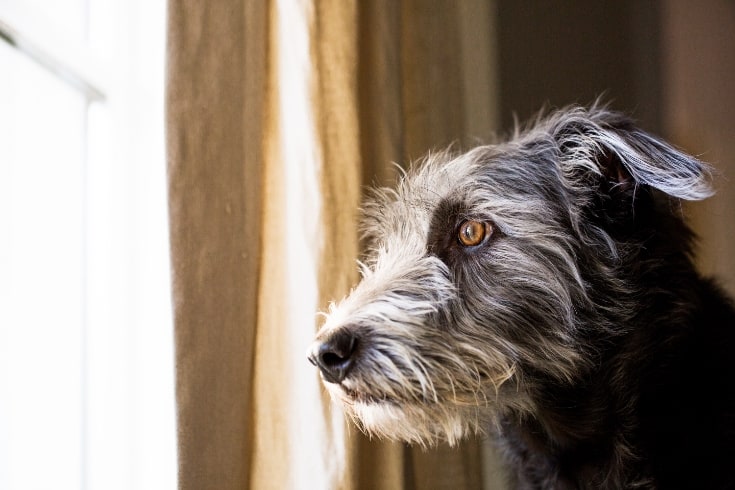 Terrier Dog Looking Out Window Separation