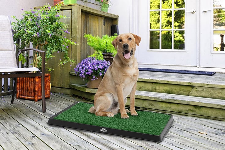 a dog sitting on an artifical grass by Petmaker