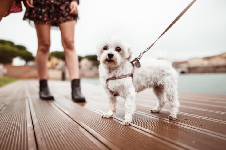 cute dog at leash