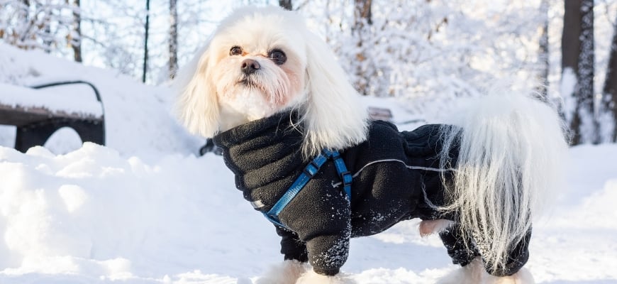How Do I Potty Train A Puppy In Winter