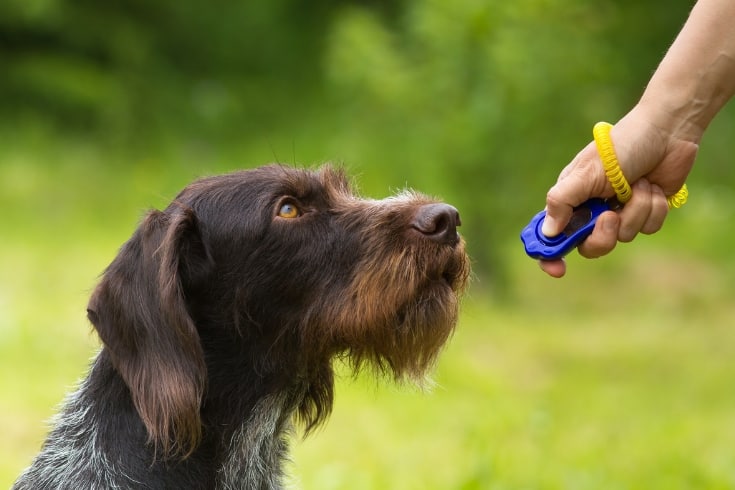 training a hunting dog with a clicker