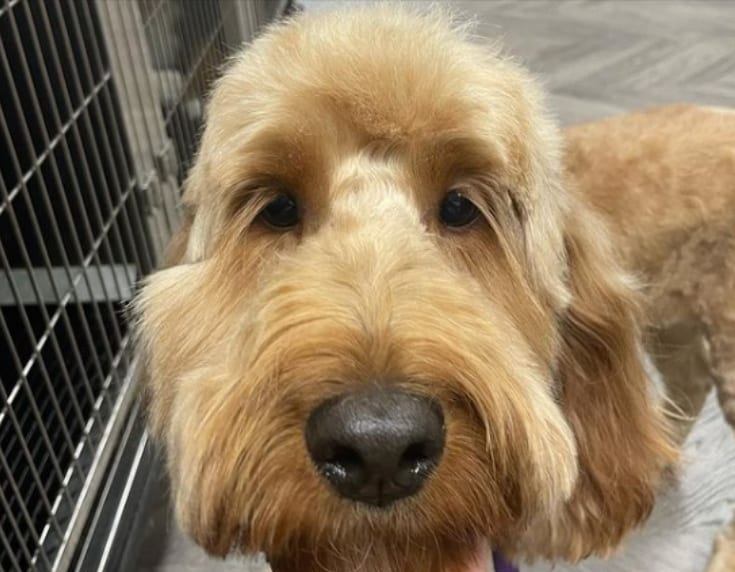 Goldendoodle haircut leave lashes