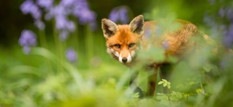 Wild red Fox