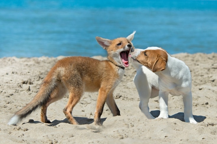 fox and dog on beach
