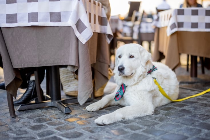 white dog at Cafe