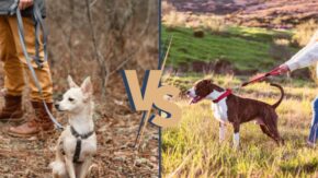 Long vs. Short Dog Leashes – Which Is Better?