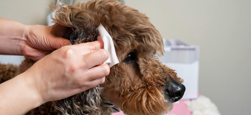 cleaning doodle ear hair