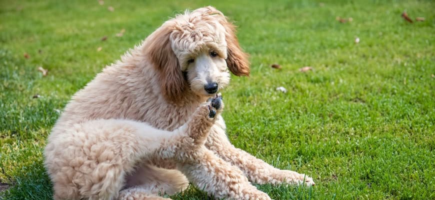 goldendoodle allergies