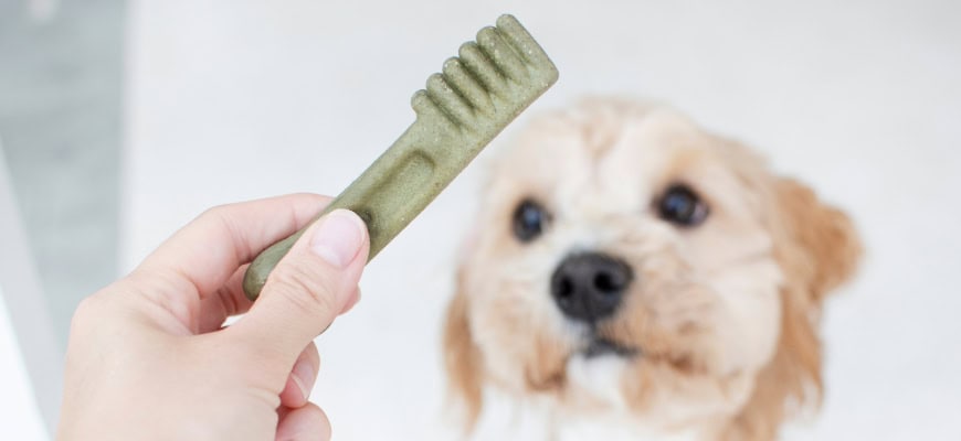 goldendoodle dental
