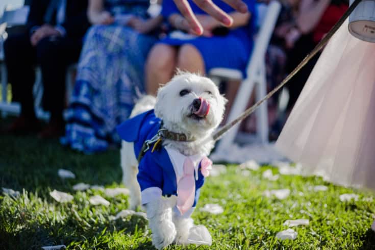 A Cute Dog on a Leash