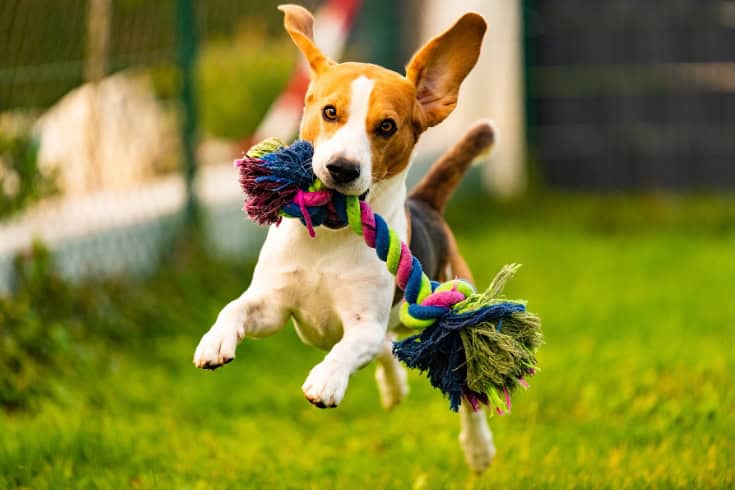 Beagle Dog Jumping